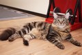 Dumny Kot*PL, Norwegian Forest Cat and Russian Blue cattery