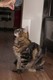 Dumny Kot*PL, Norwegian Forest Cat and Russian Blue cattery