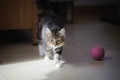 Dumny Kot*PL, Norwegian Forest Cat and Russian Blue cattery