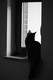 Dumny Kot*PL, Norwegian Forest Cat and Russian Blue cattery