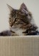 Dumny Kot*PL, Norwegian Forest Cat and Russian Blue cattery