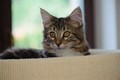 Dumny Kot*PL, Norwegian Forest Cat and Russian Blue cattery