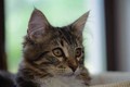 Dumny Kot*PL, Norwegian Forest Cat and Russian Blue cattery