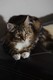 Dumny Kot*PL, Norwegian Forest Cat and Russian Blue cattery