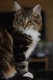 Dumny Kot*PL, Norwegian Forest Cat and Russian Blue cattery