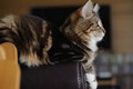 Dumny Kot*PL, Norwegian Forest Cat and Russian Blue cattery