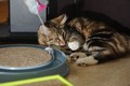 Dumny Kot*PL, Norwegian Forest Cat and Russian Blue cattery