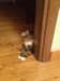 Dumny Kot*PL, Norwegian Forest Cat and Russian Blue cattery