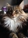 Dumny Kot*PL, Norwegian Forest Cat and Russian Blue cattery