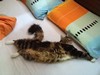Dumny Kot*PL, Norwegian Forest Cat and Russian Blue cattery