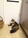 Dumny Kot*PL, Norwegian Forest Cat and Russian Blue cattery