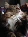 Dumny Kot*PL, Norwegian Forest Cat and Russian Blue cattery