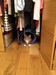 Dumny Kot*PL, Norwegian Forest Cat and Russian Blue cattery