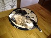 Dumny Kot*PL, Norwegian Forest Cat and Russian Blue cattery