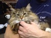 Dumny Kot*PL, Norwegian Forest Cat and Russian Blue cattery