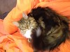 Dumny Kot*PL, Norwegian Forest Cat and Russian Blue cattery