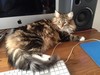 Dumny Kot*PL, Norwegian Forest Cat and Russian Blue cattery