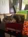 Dumny Kot*PL, Norwegian Forest Cat and Russian Blue cattery