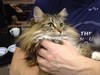 Dumny Kot*PL, Norwegian Forest Cat and Russian Blue cattery