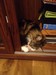 Dumny Kot*PL, Norwegian Forest Cat and Russian Blue cattery