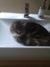 Dumny Kot*PL, Norwegian Forest Cat and Russian Blue cattery