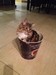 Dumny Kot*PL, Norwegian Forest Cat and Russian Blue cattery