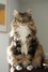 Dumny Kot*PL, Norwegian Forest Cat and Russian Blue cattery