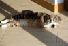 Dumny Kot*PL, Norwegian Forest Cat and Russian Blue cattery