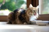 Dumny Kot*PL, Norwegian Forest Cat and Russian Blue cattery