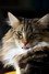 Dumny Kot*PL, Norwegian Forest Cat and Russian Blue cattery