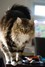 Dumny Kot*PL, Norwegian Forest Cat and Russian Blue cattery