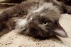 Dumny Kot*PL, Norwegian Forest Cat and Russian Blue cattery