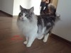 Dumny Kot*PL, Norwegian Forest Cat and Russian Blue cattery