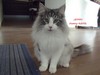 Dumny Kot*PL, Norwegian Forest Cat and Russian Blue cattery