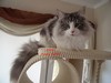 Dumny Kot*PL, Norwegian Forest Cat and Russian Blue cattery