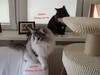 Dumny Kot*PL, Norwegian Forest Cat and Russian Blue cattery