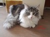 Dumny Kot*PL, Norwegian Forest Cat and Russian Blue cattery