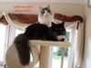 Dumny Kot*PL, Norwegian Forest Cat and Russian Blue cattery