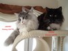 Dumny Kot*PL, Norwegian Forest Cat and Russian Blue cattery