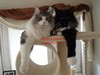 Dumny Kot*PL, Norwegian Forest Cat and Russian Blue cattery