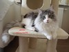 Dumny Kot*PL, Norwegian Forest Cat and Russian Blue cattery