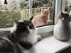 Dumny Kot*PL, Norwegian Forest Cat and Russian Blue cattery