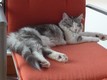 Dumny Kot*PL, Norwegian Forest Cat and Russian Blue cattery