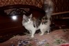 Dumny Kot*PL, Norwegian Forest Cat and Russian Blue cattery