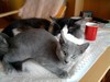 Dumny Kot*PL, Norwegian Forest Cat and Russian Blue cattery