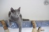 Dumny Kot*PL, Norwegian Forest Cat and Russian Blue cattery