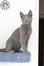 Dumny Kot*PL, Norwegian Forest Cat and Russian Blue cattery