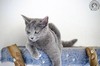 Dumny Kot*PL, Norwegian Forest Cat and Russian Blue cattery