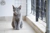 Dumny Kot*PL, Norwegian Forest Cat and Russian Blue cattery