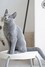 Dumny Kot*PL, Norwegian Forest Cat and Russian Blue cattery